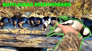 Late Season Buffleheads On The Ocean Catch And Cook