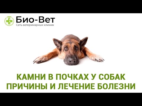 Камни в почках у собак- причины и лечение болезни