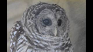 OWL.wmv