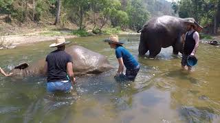 River bathing with elephants with Sophie & Lucky