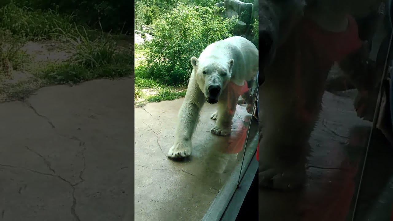 Big Polar Bear