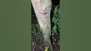 🉐LoyAhmad: MEREMANG! Kelibat Api Merah Misteri | Sosok 3 Kepala Berdepan Loy¹ 17/12