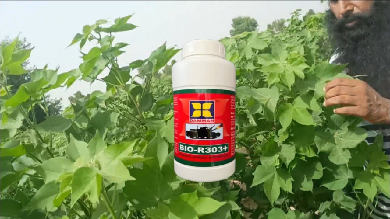 नरमा की फसल पर Bio r 303 #thripscotton #bior303 #bior303+ - YouTube