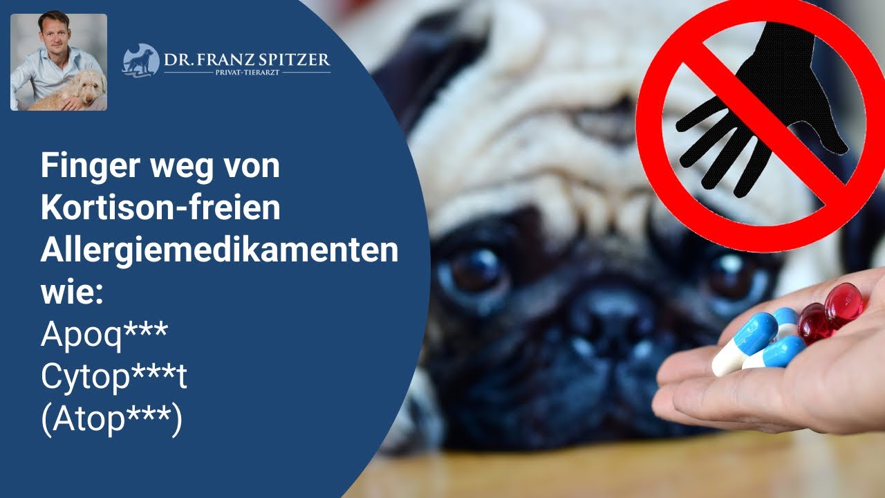 Allergie, Juckreiz & Ohrenentzündung beim Hund - Finger weg von ...