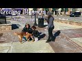 Scranton Dog Trainers ||| 1 Year Old Nova Scotia Duck Tolling Retriever, Brodie Scranton Dog Trainers ||| 1 Year Old Nova Scotia Duck Tolling Retriever, Brodie