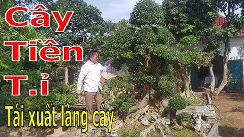 ✅Cây tiền tỉ bằng cả gia tài người giàu 2010 giờ này ra sao(A Tuân 0397899846 & 0986668330)