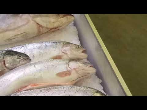 отечественные гандоны - YouTube