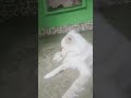 #comedy #funny