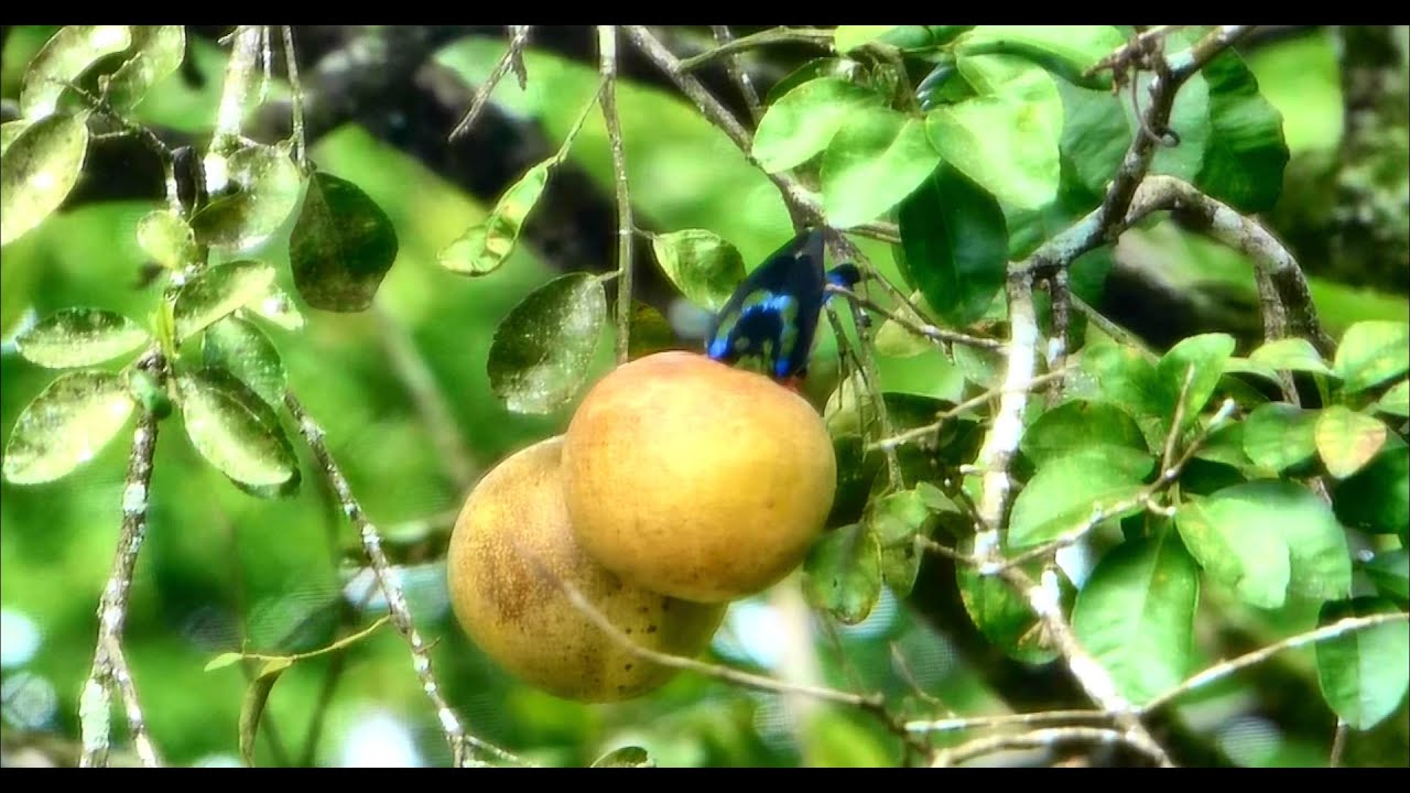 Red-legged Honeycreeper 