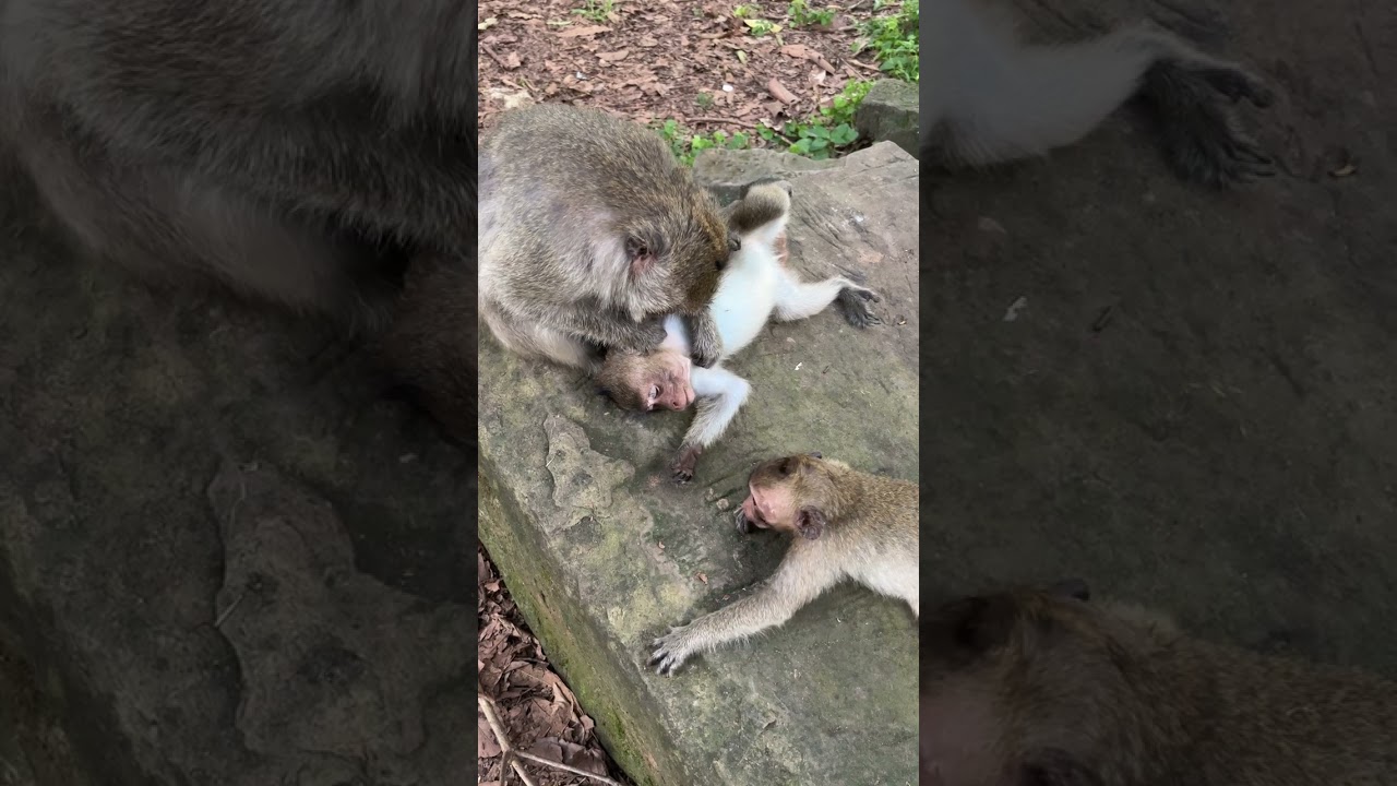 HONOR cute baby monkey messaging2 