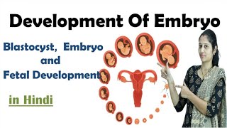Pregnancy Development Of Embryo In Hindi Neet Embryo Development Neet Mht-Cet