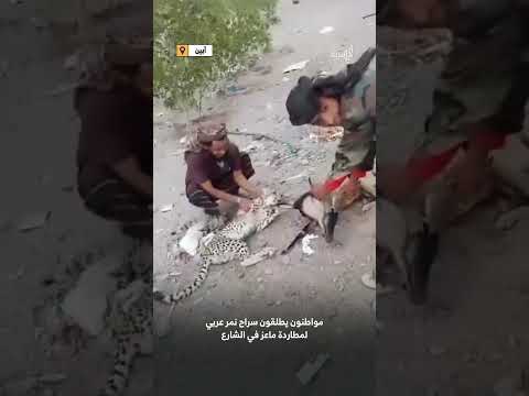 يمنيون يلعبون مع نمر ويطاردون ماعزا في الشارع