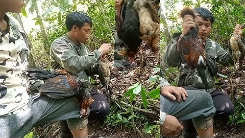 ดักไก่ป่าได้ดีมาก cuab qaib qu