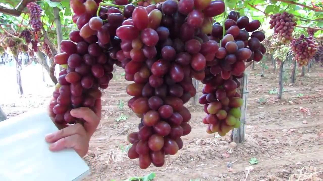 Spontella's Crimson grapes production YouTube
