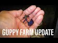 Backyard Guppy Farm Update