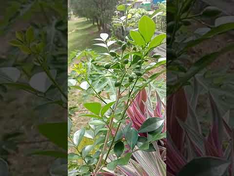 Video: Murraya Orange Jasmine - Menanam Tanaman Orange Jasmine Di Taman