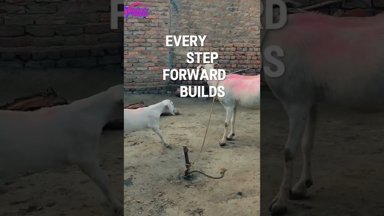 A Baby Goat’s Confidence – A Lesson in Boldness!