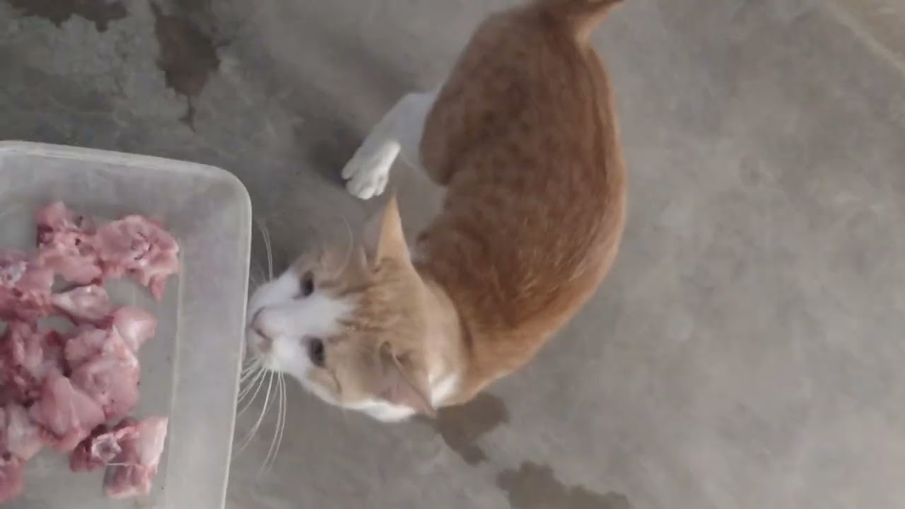 Cat 🐈 Love Fresh Chicken 🍗 like subscribe and don't forget share with 💕 thanks to all viewers 💕