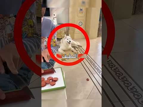 الكلب الأذكى في العالم لا تصدق ما فعله ليأكل اللحم ذكاء خارق