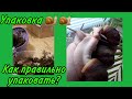 Упаковка улиток | Сезон отправок уль | Snails for you