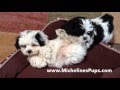 How to teach a Mal Shi pup to sit and lay down - Micheline's Pups Florida