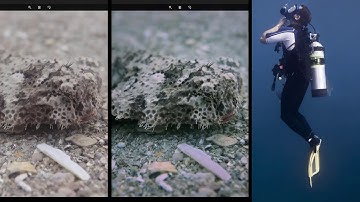 How To Edit An Underwater Image with Photoshop