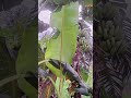 পৃথিবীর সবার কাছে ভালো হওয়া যায় না 😔#short#shortvideo #shortsviral #motivation