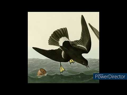 馬克西姆·高爾基-海燕之歌-海燕-1901