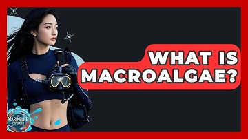 What Is Macroalgae? - The Marine Life Explorer