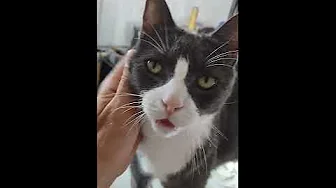 Talkative Adorable Loving Cat Skittles