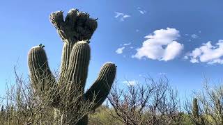 🌵Saguaro of the Day🌵: YOU CAN MAKE FUN OF MISSOURAH🌾🚜🧑🏼‍🌾 BUT AT LEAST WE AIN'T ARKANSAS! 🥴💩 #cactus