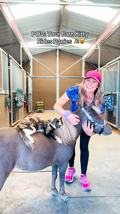 Barn Kitty 🐈‍⬛ Rides Pony🐴 #shorts #shortsvideo #equestrian #pony