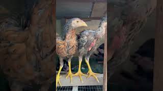 sepasang kekasih#togetherlivetilldeath#shortvideo #subscribe #liked#comment#