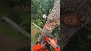 Dropping a nice Fir Top! #shorts #arborist #chainsaw