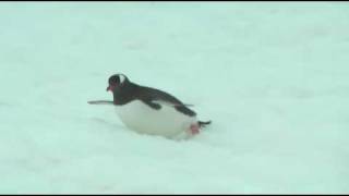 drunken Penguin Antarctica Cuverville