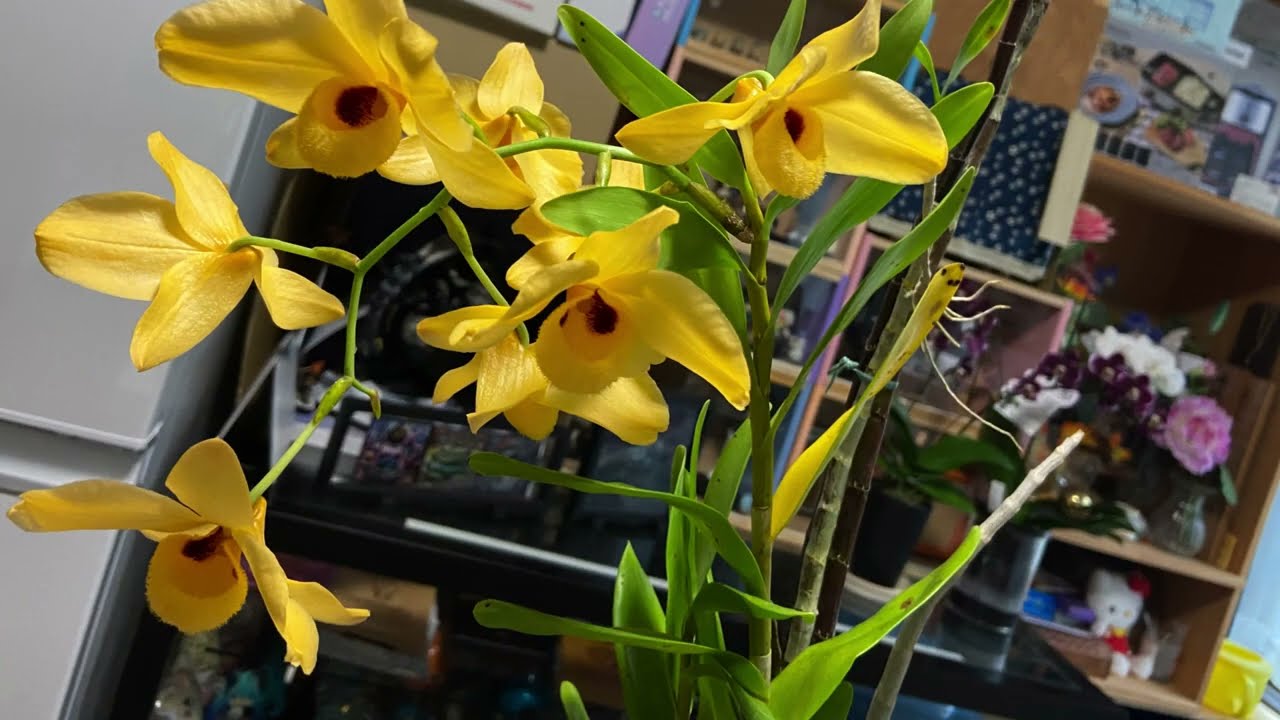 デンドロビウム・モスカタムの品種紹介と高芽の植え付け~ デンドロじじいの洋ラン万年初心者 006