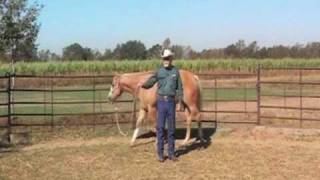 Longeing The Horse, Provided By Extension