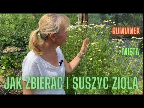 Wideo: Czas zbiorów rumianku – jak zebrać rumianek z ogrodu