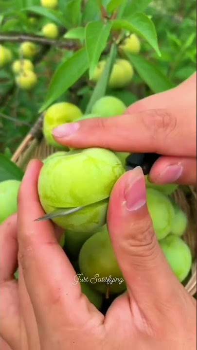 jujube #agriculture