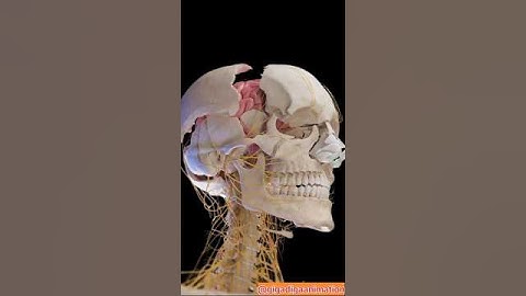 Unravel the Mysteries of Brain Anatomy with Our Exploded View