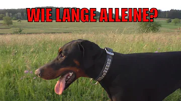 Kann man ein Dobermann alleine lassen?