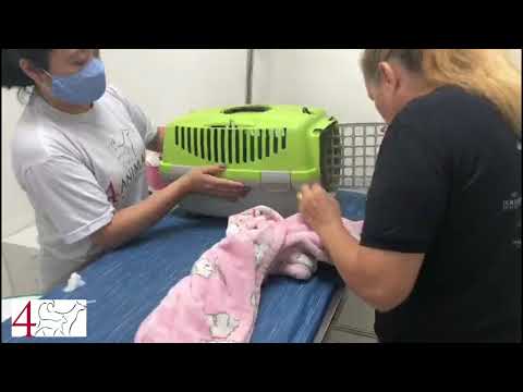 Vídeo: Oxigênio Baixo No Sangue Em Gatos