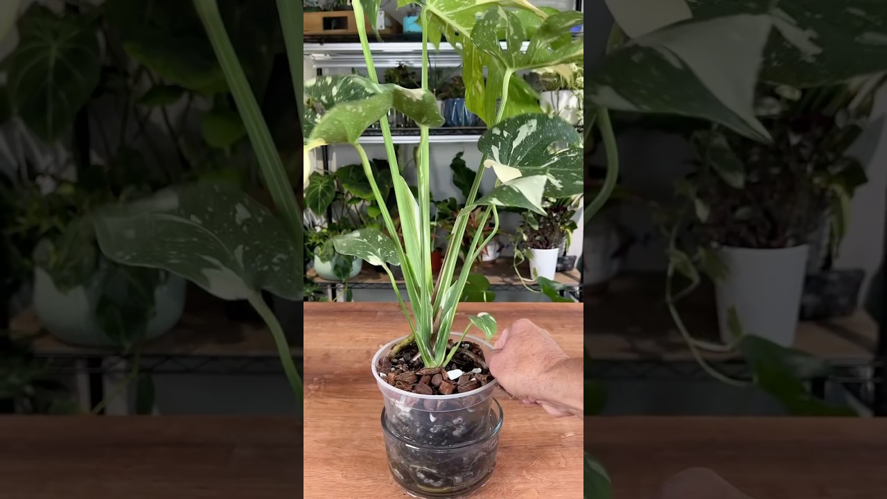 Want to grow a better Monstera?🌱
