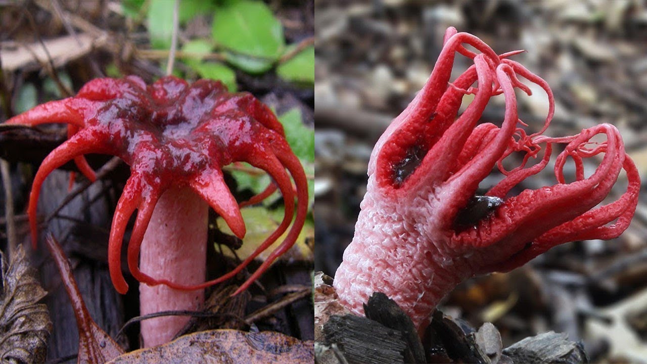 TOP 5 STRANGEST PLANTS On Earth! YouTube