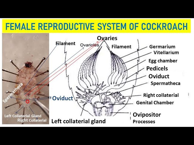 Cockroach Diagram Reproductive System