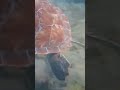 Встреча лицом к лицу с морской черепахой