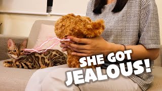 I MADE MY CAT JEALOUS!! | TheMingmingCo.