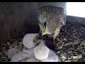 Kestrels Nesting & hatching