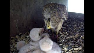 Kestrels Nesting &amp; hatching