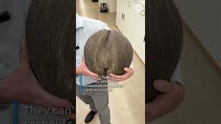 'Butt nut' goes viral. See the unusually shaped palm seed.